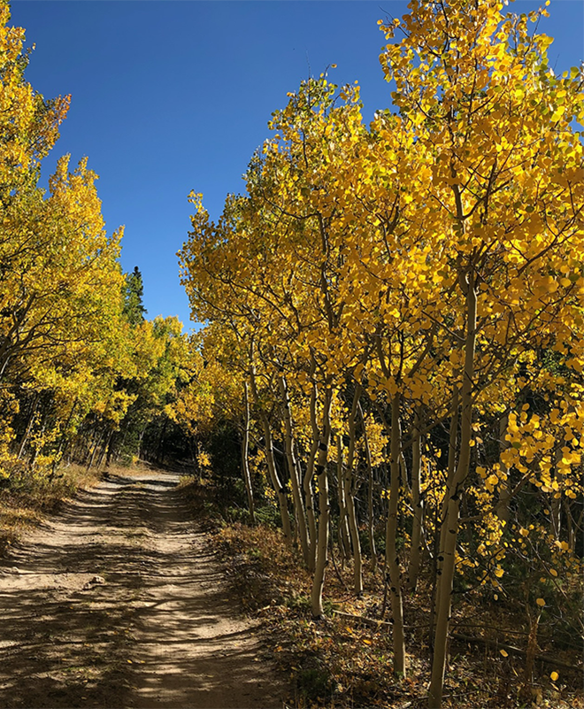 Dirt path winding through a forest of aspen trees with vibrant yellow leaves under a clear blue sky. Ideal for symbolizing the journey and seasonal changes in financial planning.